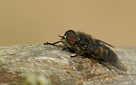 Giant Horse-fly (Male, Tabanus bovinus)